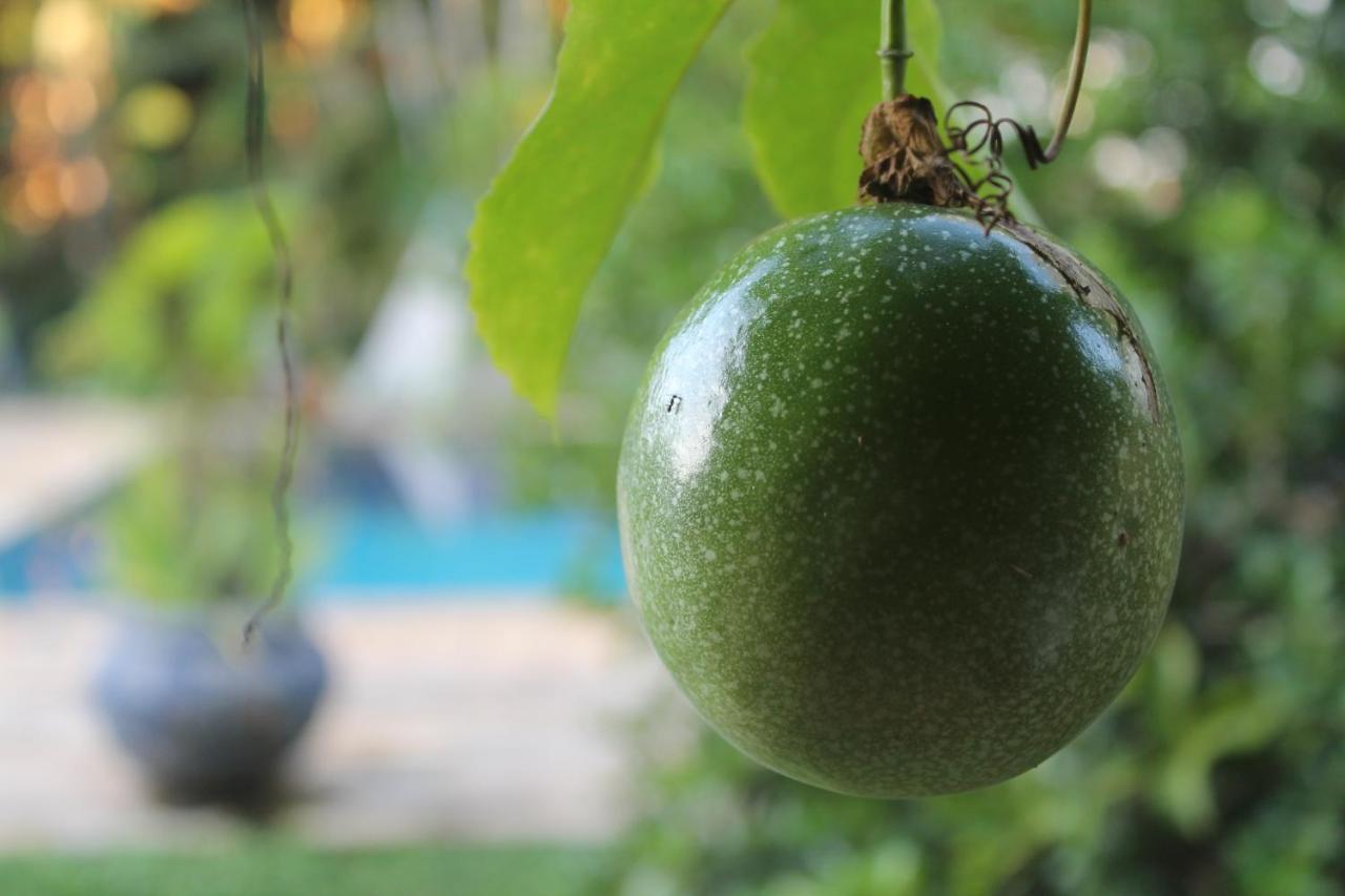 Hostel Tropico De Capricornio - Tenorio Ubatuba Eksteriør bilde